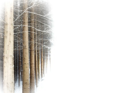 winter background, fine froozen tree image with snow with space for text