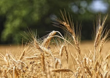 image of golden wheat field, natural background