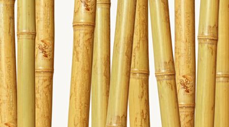 fine image of different bamboo, nature backgroundの写真素材