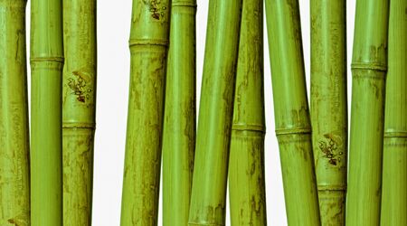 fine image of different bamboo, nature backgroundの写真素材