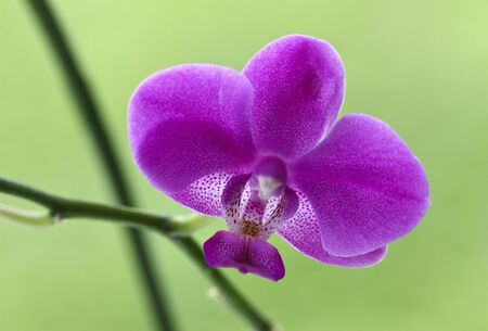 close up image of classic orchid flower