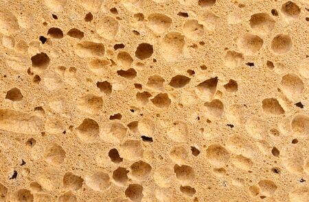 very good close up detail on classic natural spongeの写真素材