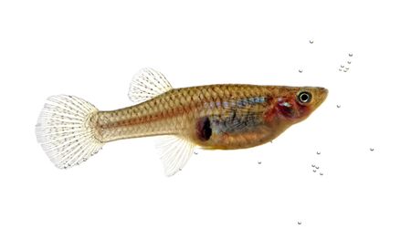 fine close up image of Mosquitofish in the waterの写真素材