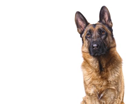 german shepard isolated on white with space for textの写真素材