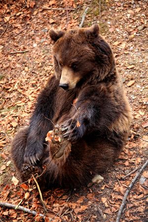 classic brown bear play sit on the groundの写真素材