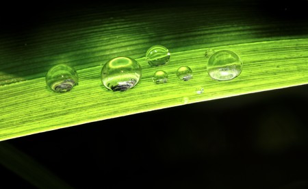 little water drop on green leaf closeup image