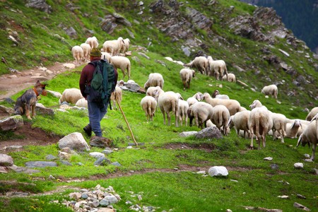  shepherd at work on italian alpsの写真素材