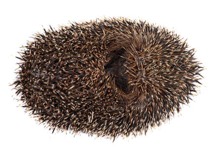 closeup of hedgehog on white backgroundの写真素材