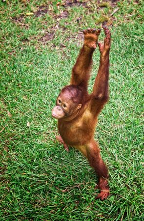 orangutanの写真素材