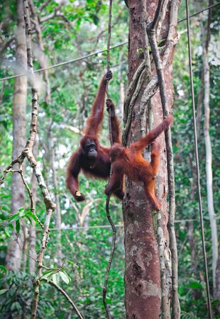 orangutang in Semenggoh Wildlife Rehabilitation Centreの写真素材