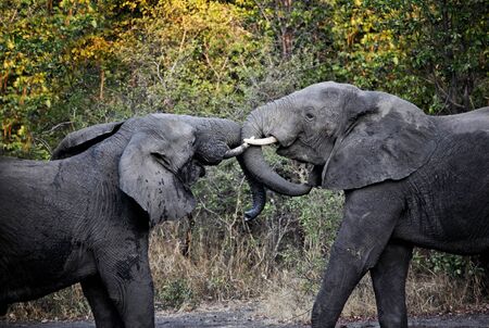 young elephants fight in luangwa national parkの写真素材