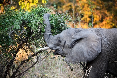 portrait of elephant in luangwa national park zambiaの写真素材