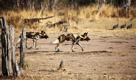 lycaon in luangwa nationa park zambiaの写真素材