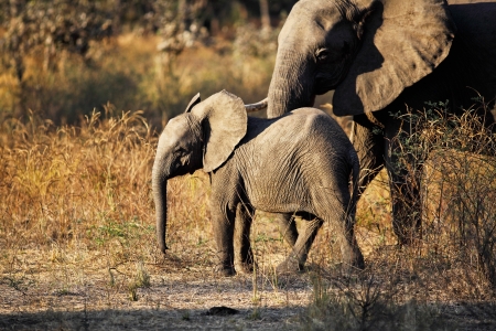 baby elephant in luangwa national park zambiaの写真素材