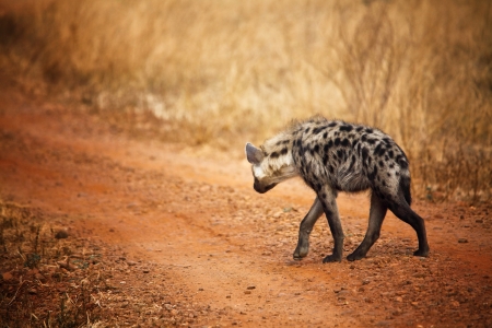 walking hyena in luangwa national park zambiaの写真素材