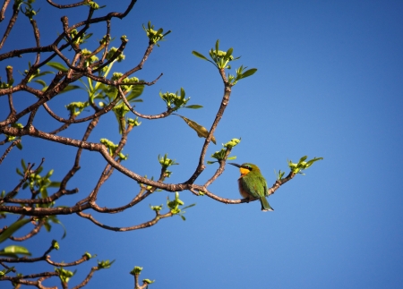 Merops apiaster in liwonde national park malawiの写真素材