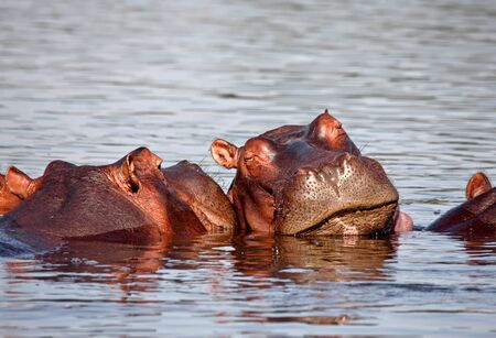 sleeping hippo in liwonde national park malawiの写真素材
