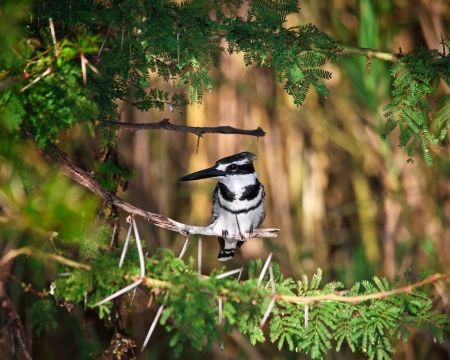 Pied Kingfisher in liwonde national park malawiの写真素材