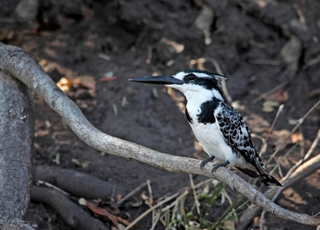 Pied Kingfisher in liwonde national park malawiの写真素材