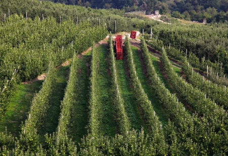 apple trees in val di non, trentino,  italy