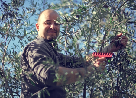 worker harvest from olive tree in italyの写真素材
