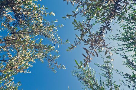 old olive tree in tuscany, italyの写真素材