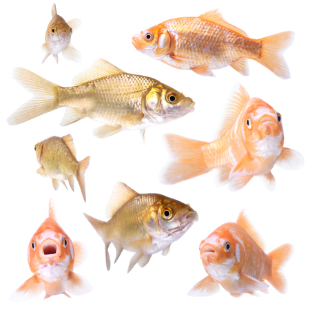 collection of goldfish pose on white の写真素材