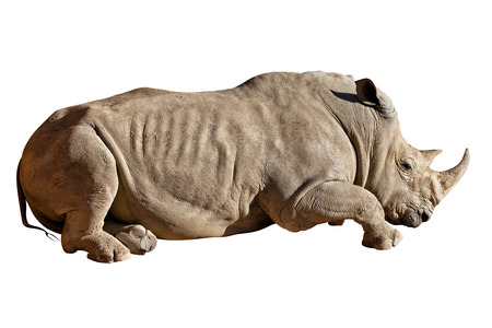 rhinoceros isolated on white backgroundの写真素材