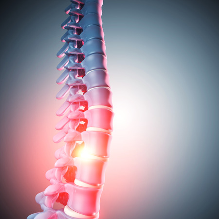 3d image of human spinal