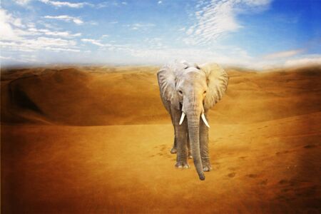lonely elephant in a desertの写真素材