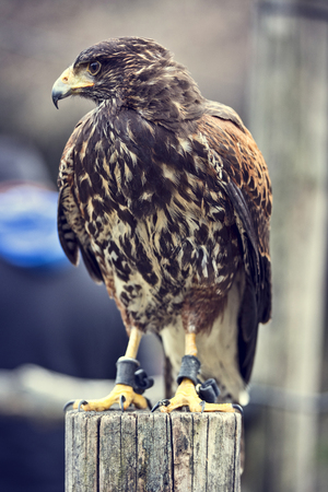portrait of buteo buteo on trunk
