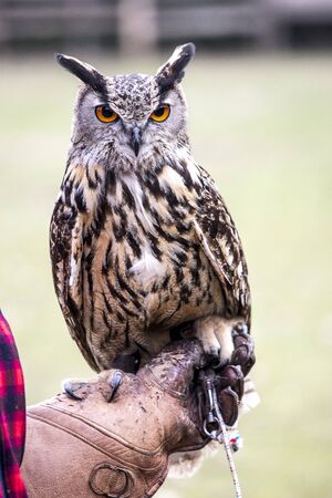 portrait of european owl on gloveの写真素材