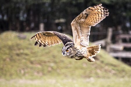 flying bubo owl in natureの写真素材