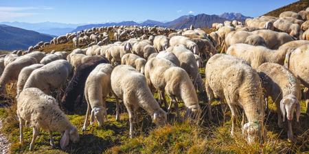 Flock of sheep on Italian alpsの写真素材