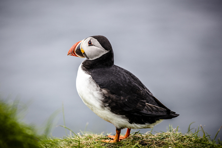 portrait of the famous Atlantic puffins on the Faroe Islands.の写真素材