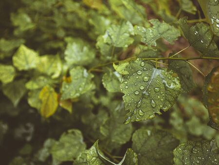 green leafs and water drops macro image photographyの写真素材