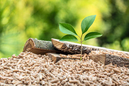 wood pellets with leaf and tree trunks. concept of eco-sustainable fuel.の写真素材