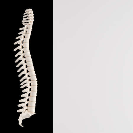 Human backbone bones on bicolor background. copyspace.3d renderの写真素材