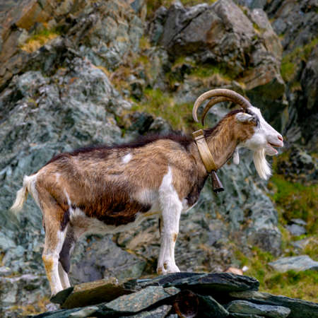 mountain goat with cowbell, italian alpsの写真素材