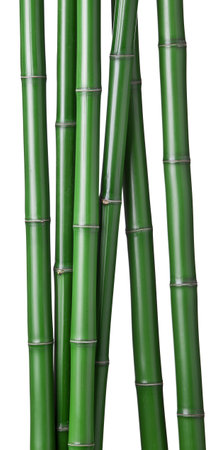 group of green bamboos isolated on a white backgroundの写真素材