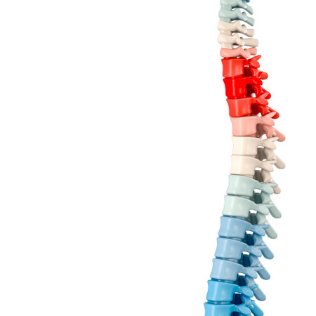 Colored human spine on a white background. 3d renderの写真素材