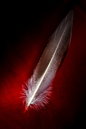 white feather resting on blood backgroundの写真素材
