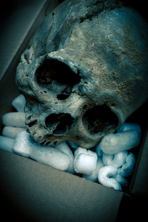 human skull in a box with packagingの写真素材