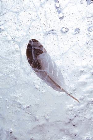 bird feather stuck in ice backgroundの写真素材