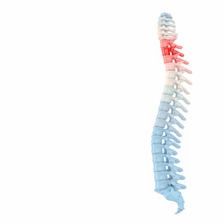 3d render backbone with colorful vertebraeの写真素材