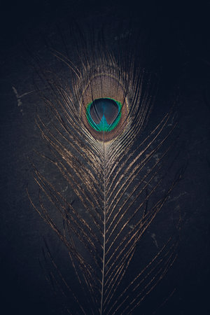 ostrich feather on dark stone backgroundの写真素材