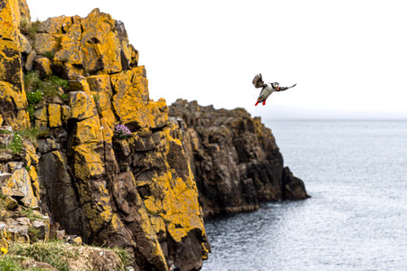 Atlantic puffin soaring over water with wings spread. Icelandの写真素材
