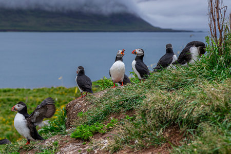 Group atlantic puffins perching grassy cliffside overlooking the oceanの写真素材