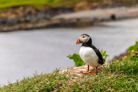 Atlantic puffin standing on grassy cliff overlooking water. Icelandの写真素材