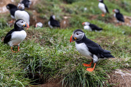 Atlantic puffins standing on grassy cliffside in breeding colonyの写真素材
